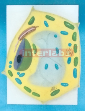 PLANT CELL MODEL